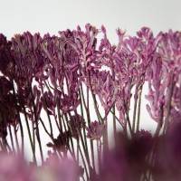<a href="https://www.galeriegosserez.com/artistes/clegg-shannon.html">Shannon Clegg</a> - « Flora » - Medium Pink Sculpture